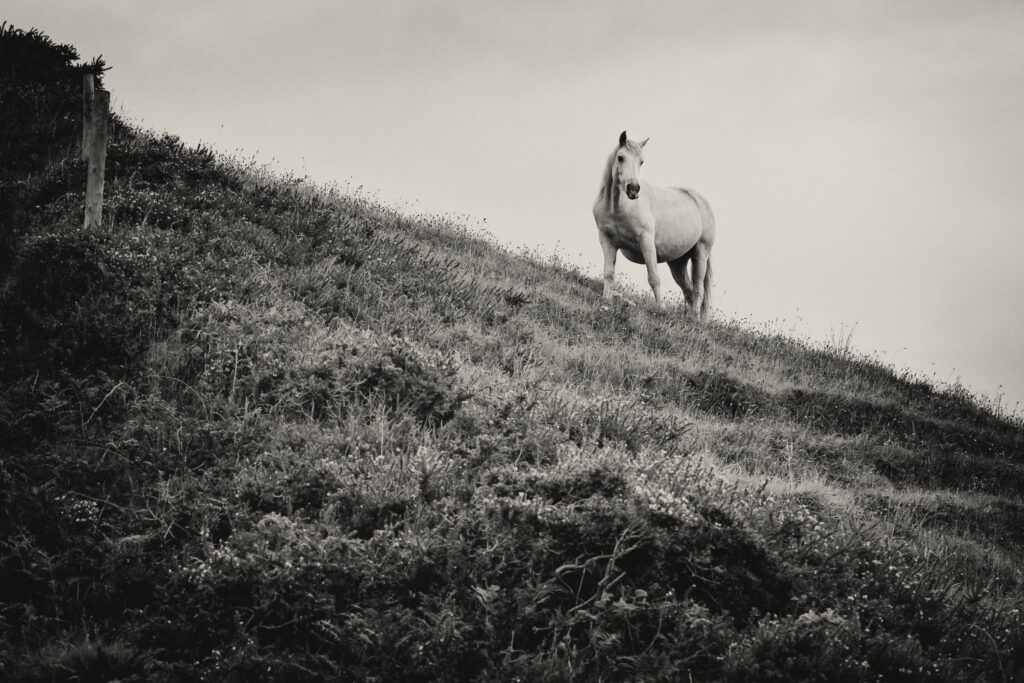 Ireland 2015