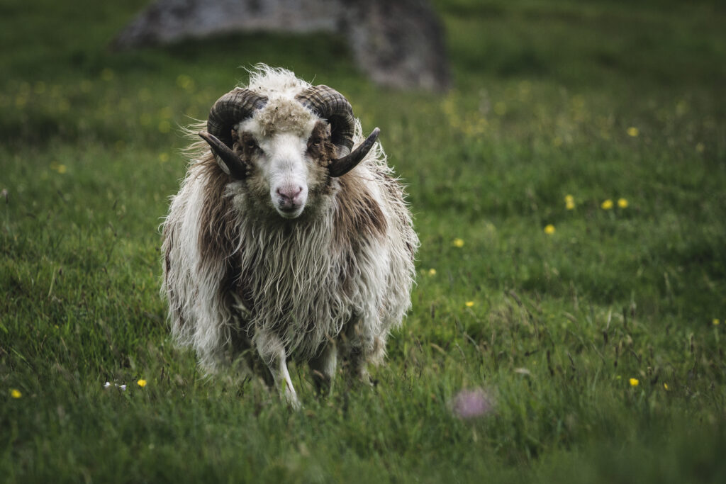 Faroe Islands 2019