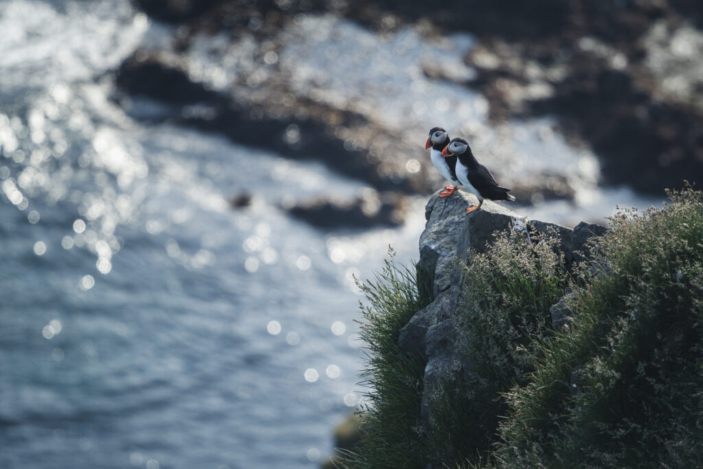 Faroe Islands 2019