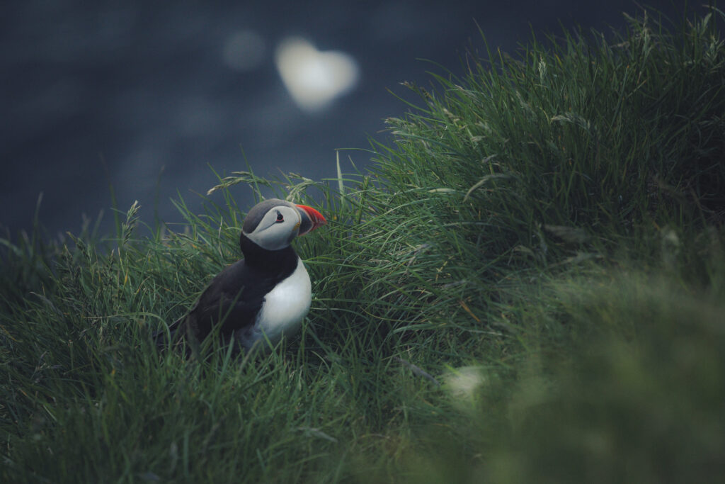 Faroe Islands 2019